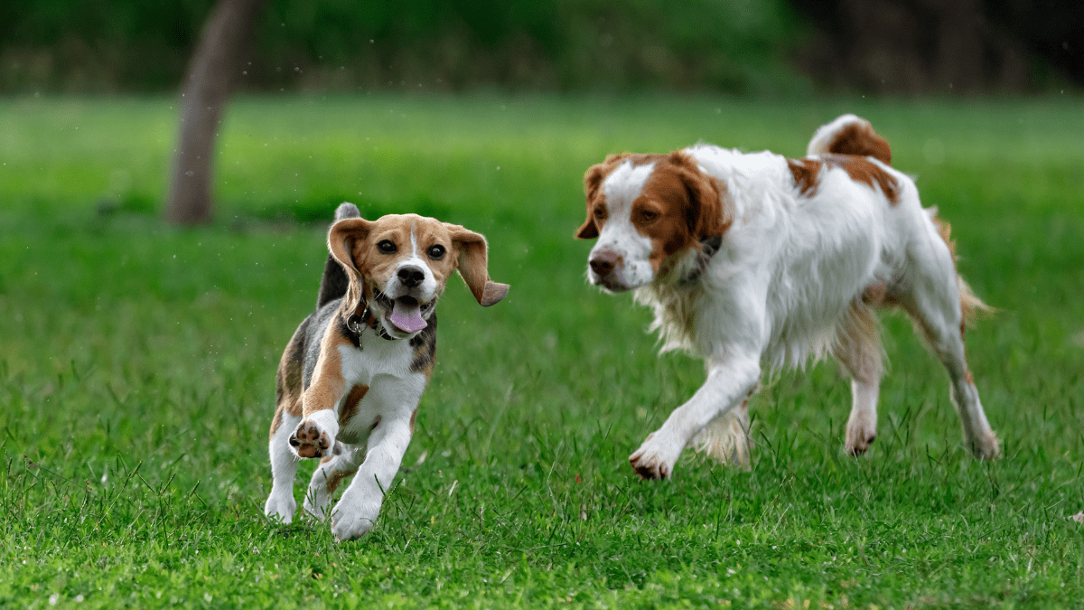 Unvaccinated Dogs