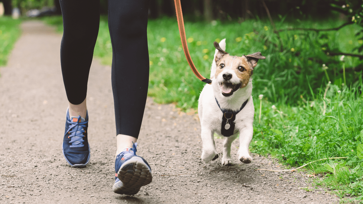 Use a Leash on Walks