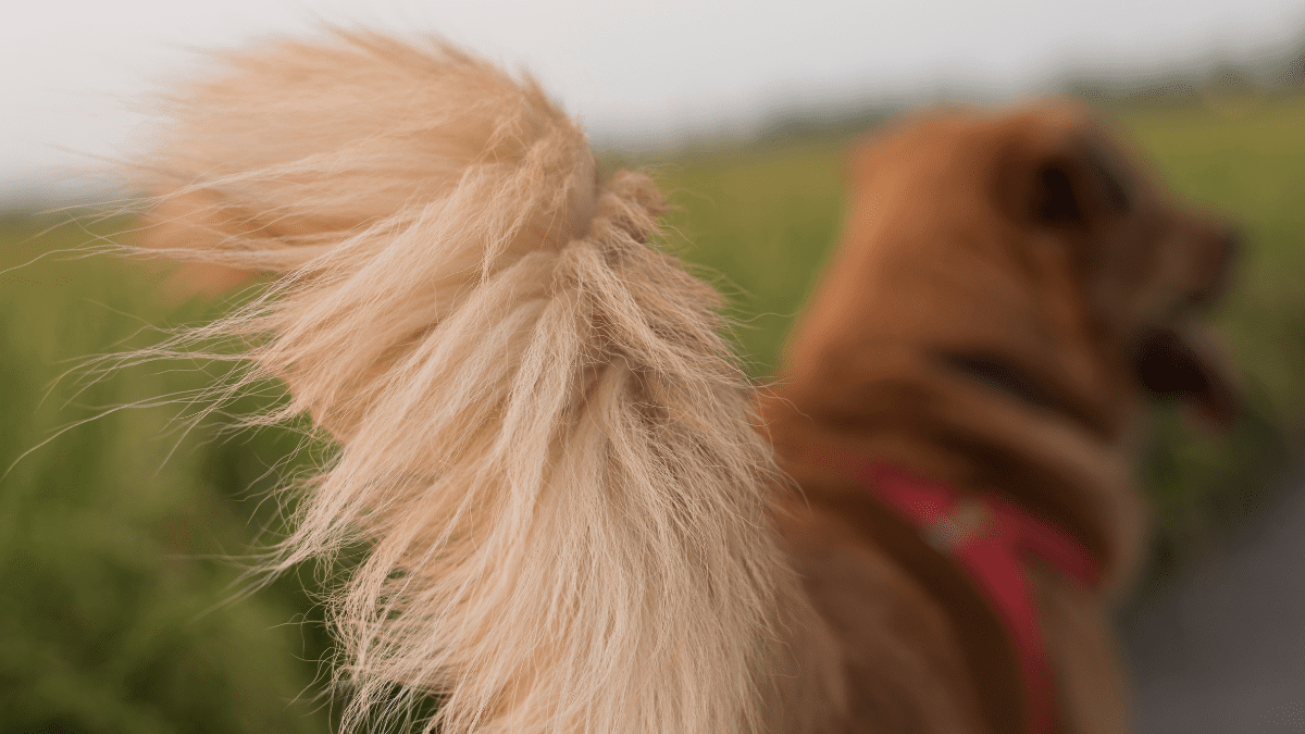 Wagging Tail