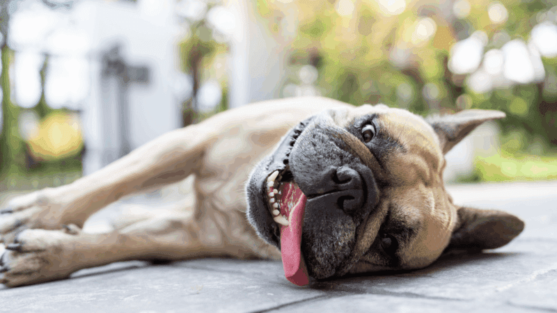 Warning: These 10 Dog Breeds Aren’t Built for Summer