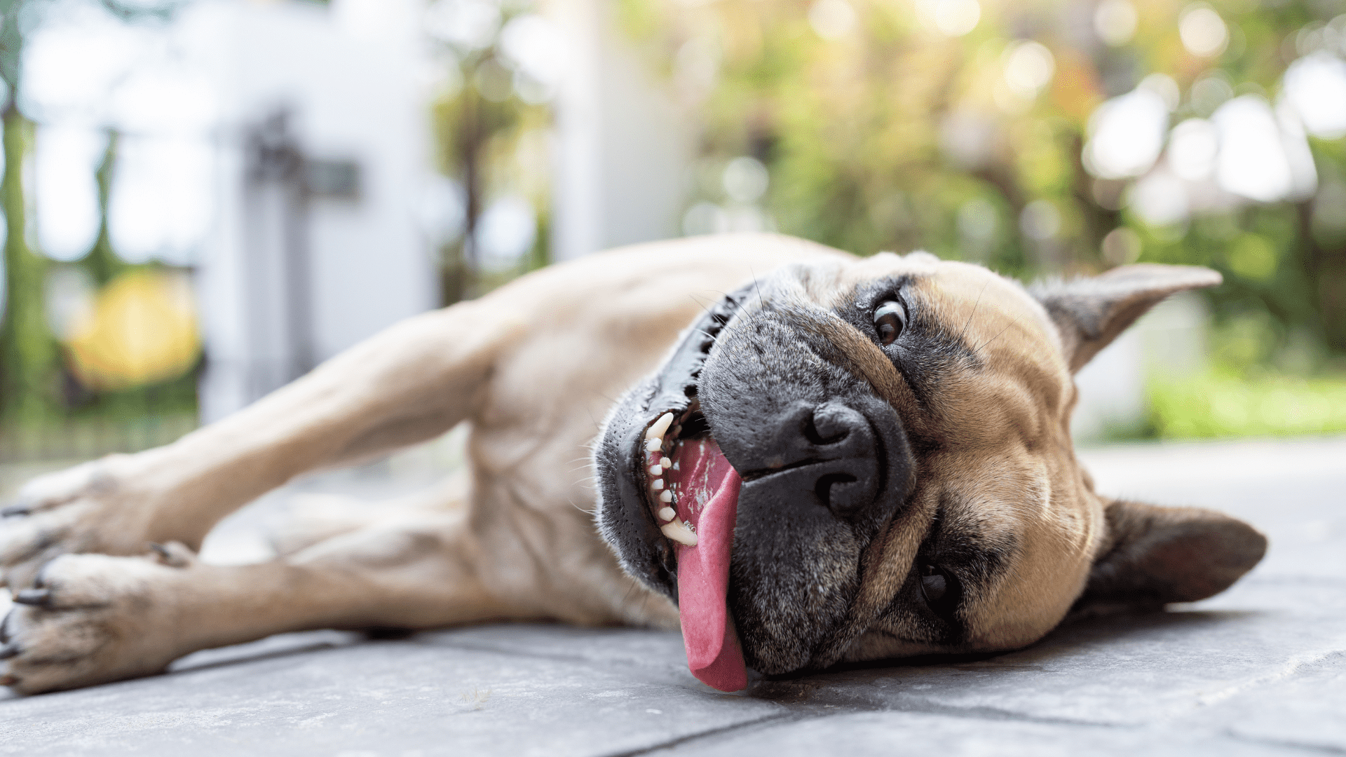 Warning: These 10 Dog Breeds Aren’t Built for Summer