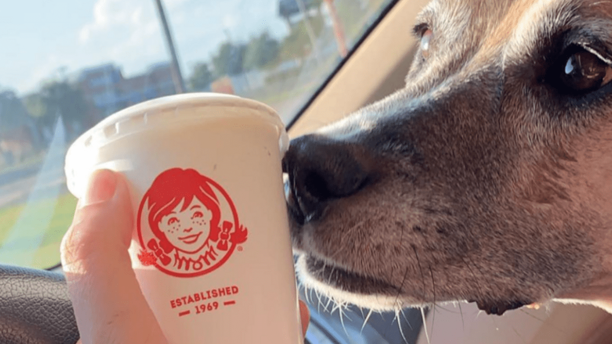 Wendys Pup Cup