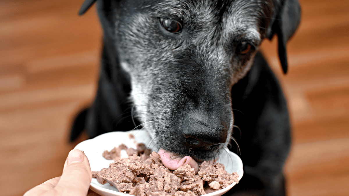 Wet Dog Food