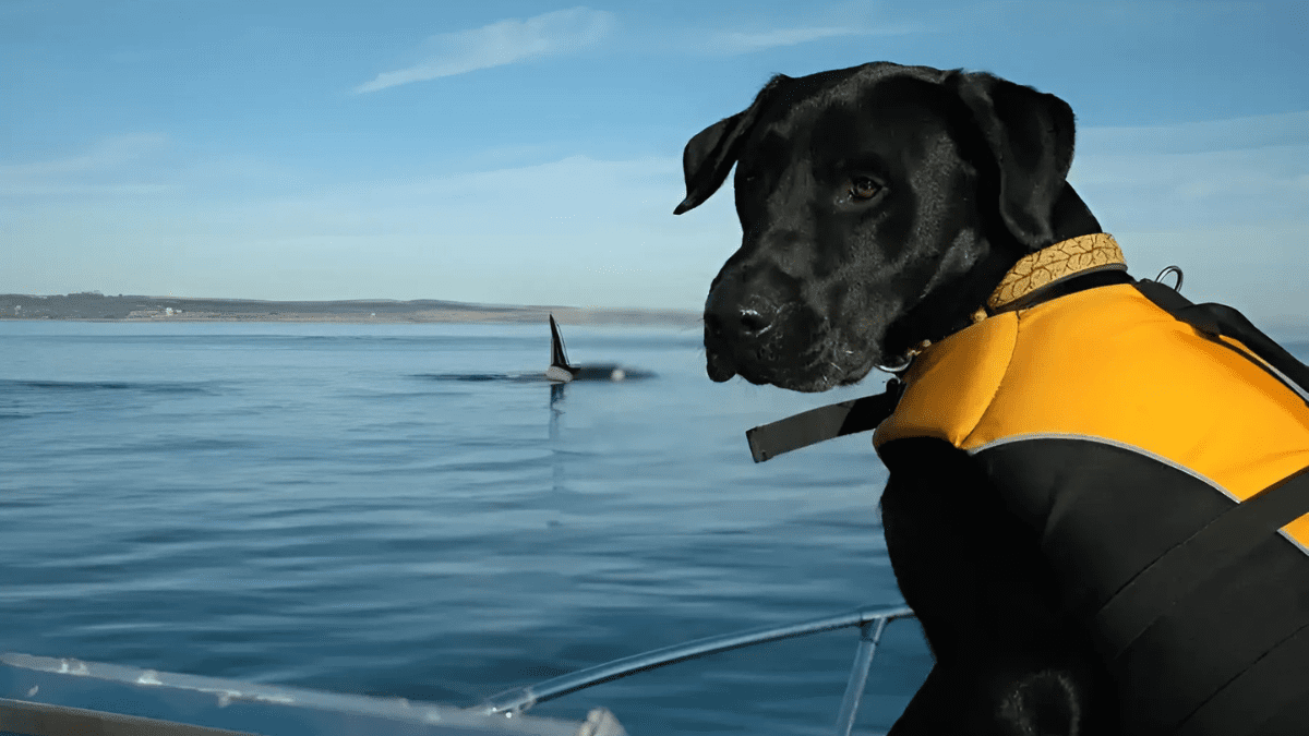 Whale Poop Detectors