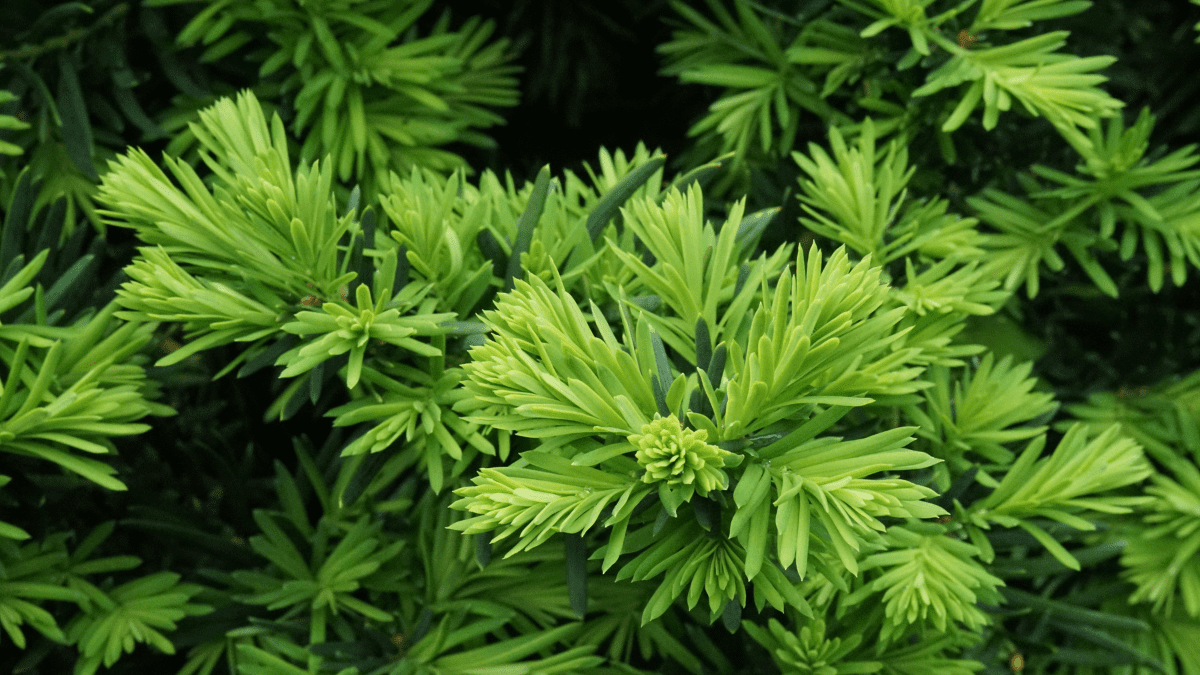 Yew 1