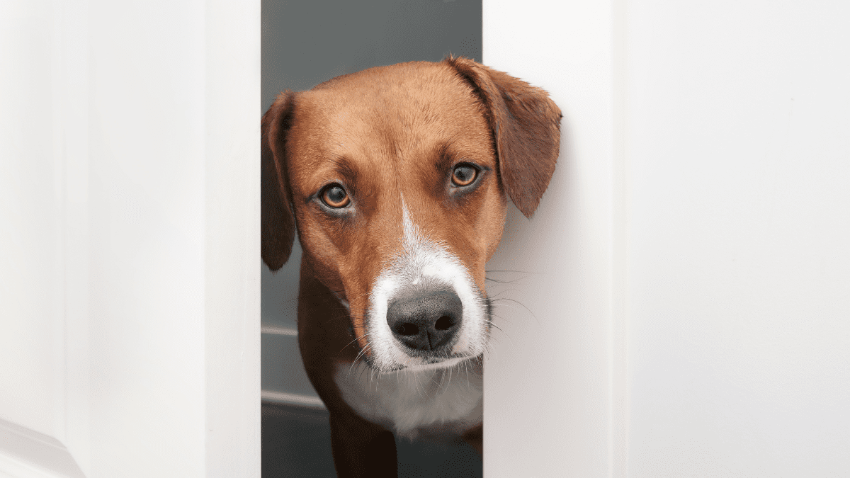 dog following owners