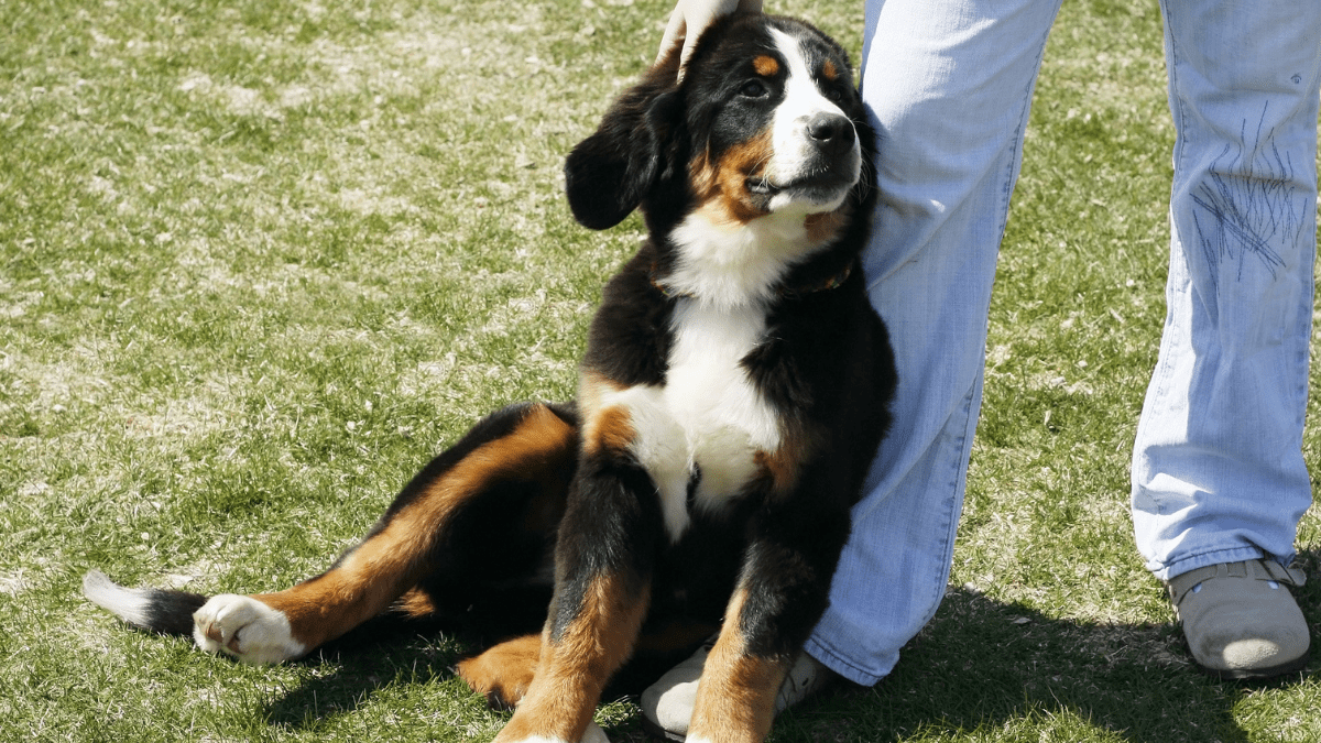dog leaning on owners