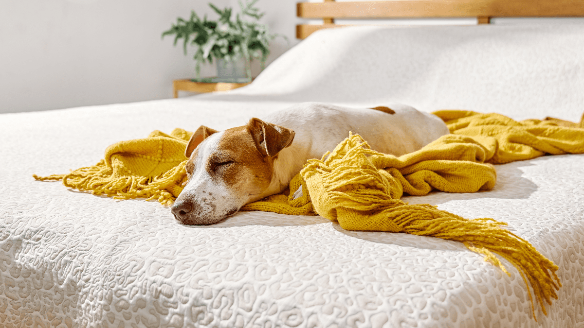 dog on bed