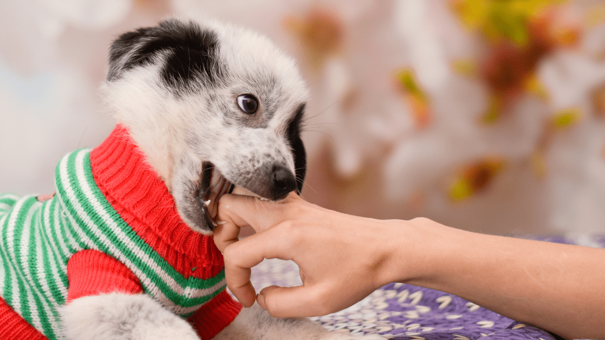 dog play biting