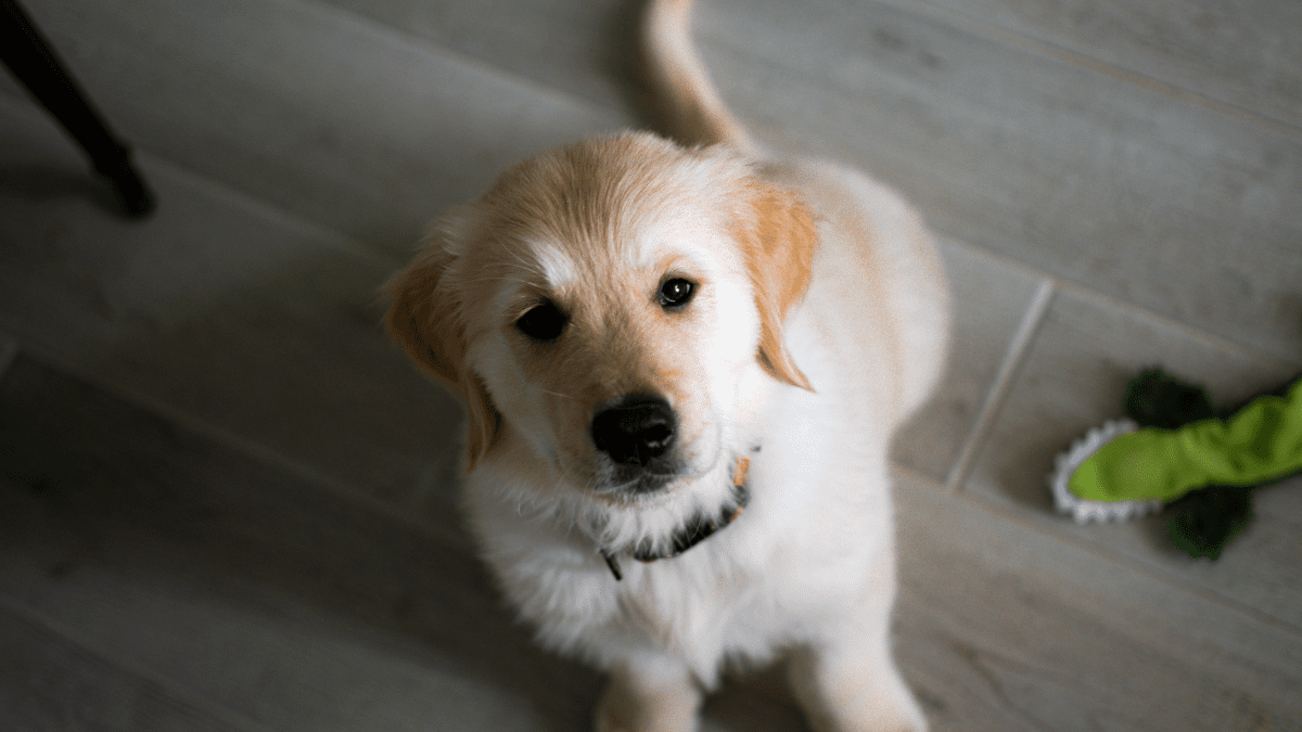dog staring at you