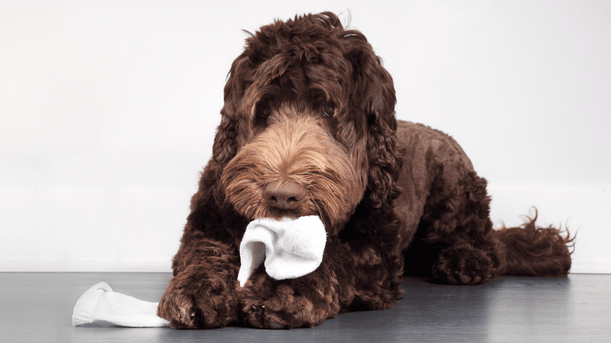 dog stealing socks