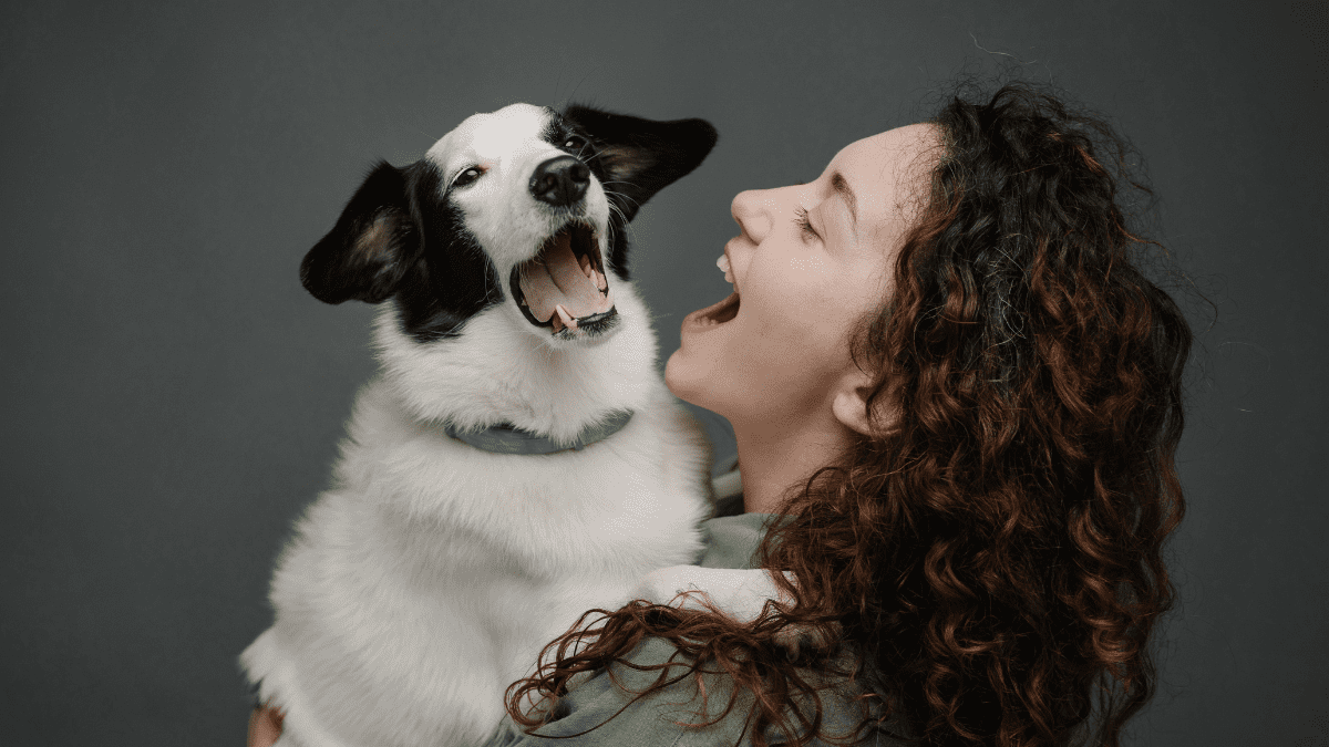 dog yawning 1
