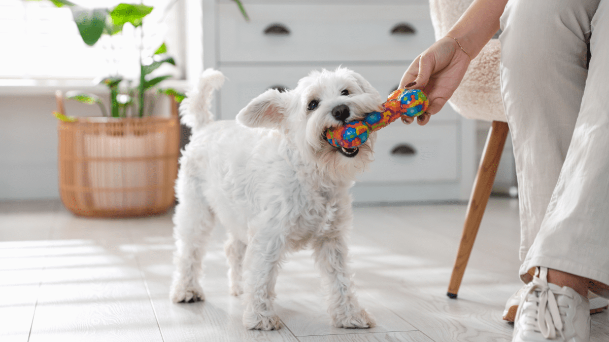 dogs gifting owners