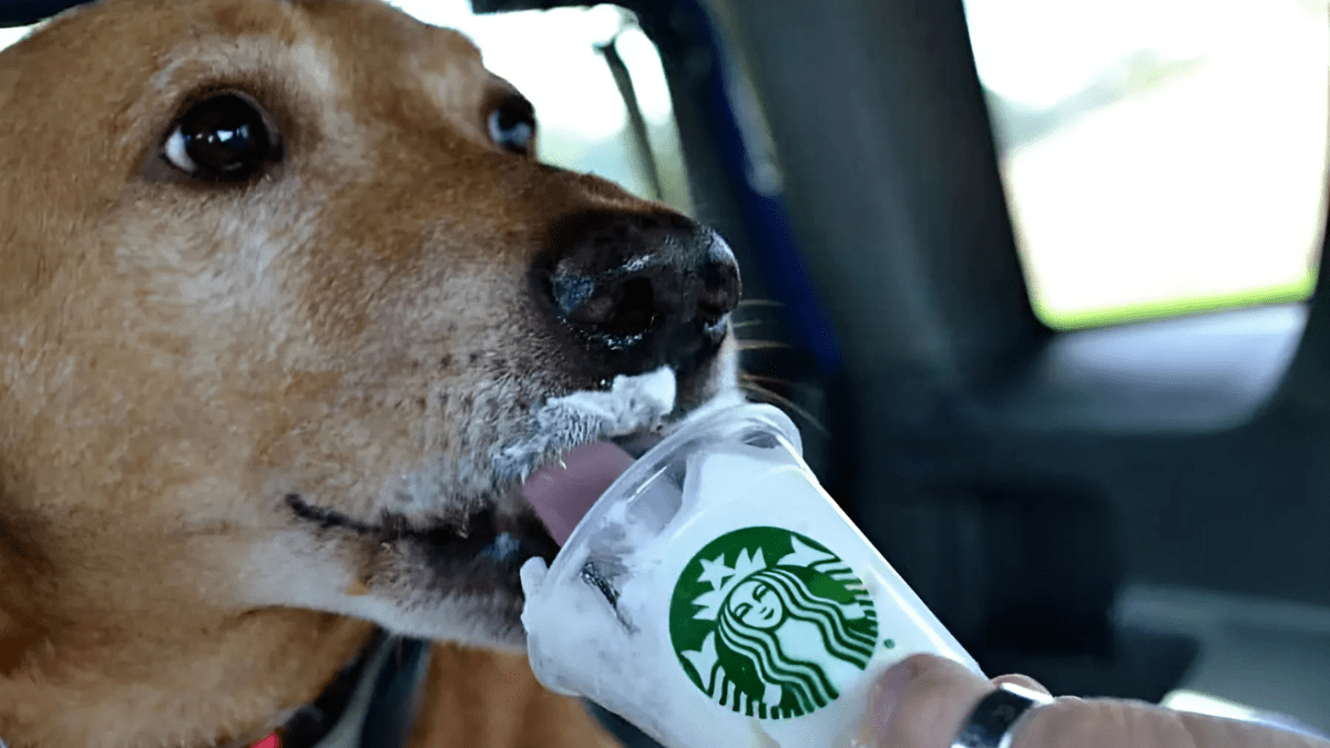 starbucks puppuccino