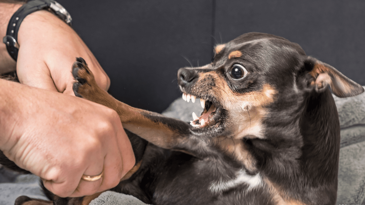 Aggression or Withdrawal