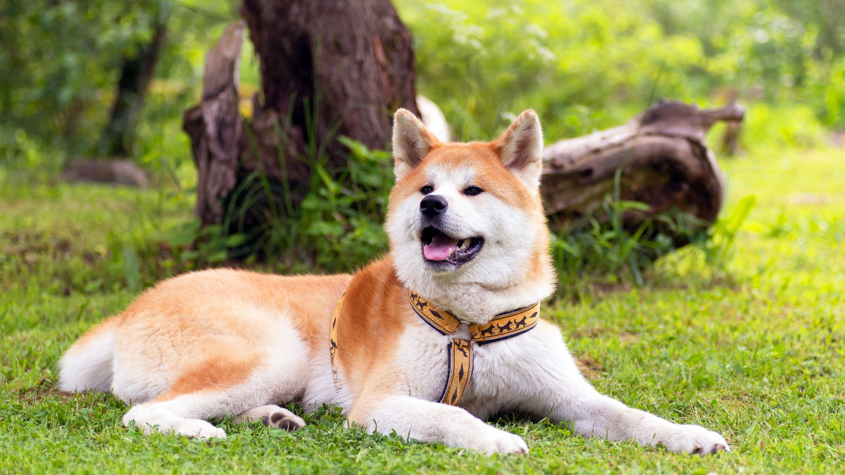 Akita