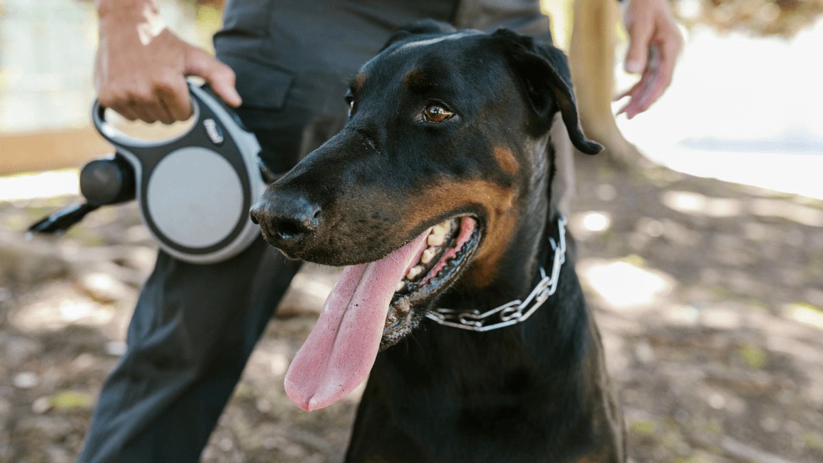 “Alpha Dog” Training Is a Myth