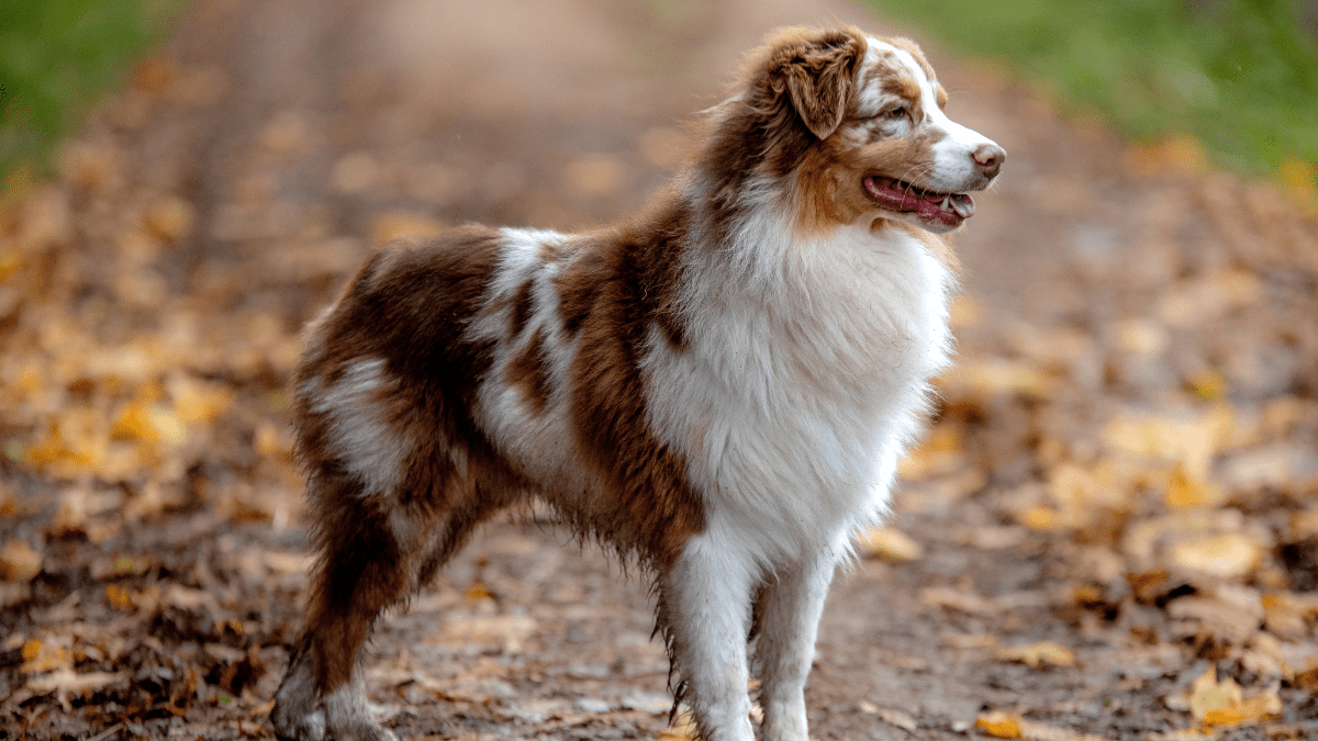 Australian Shepherd