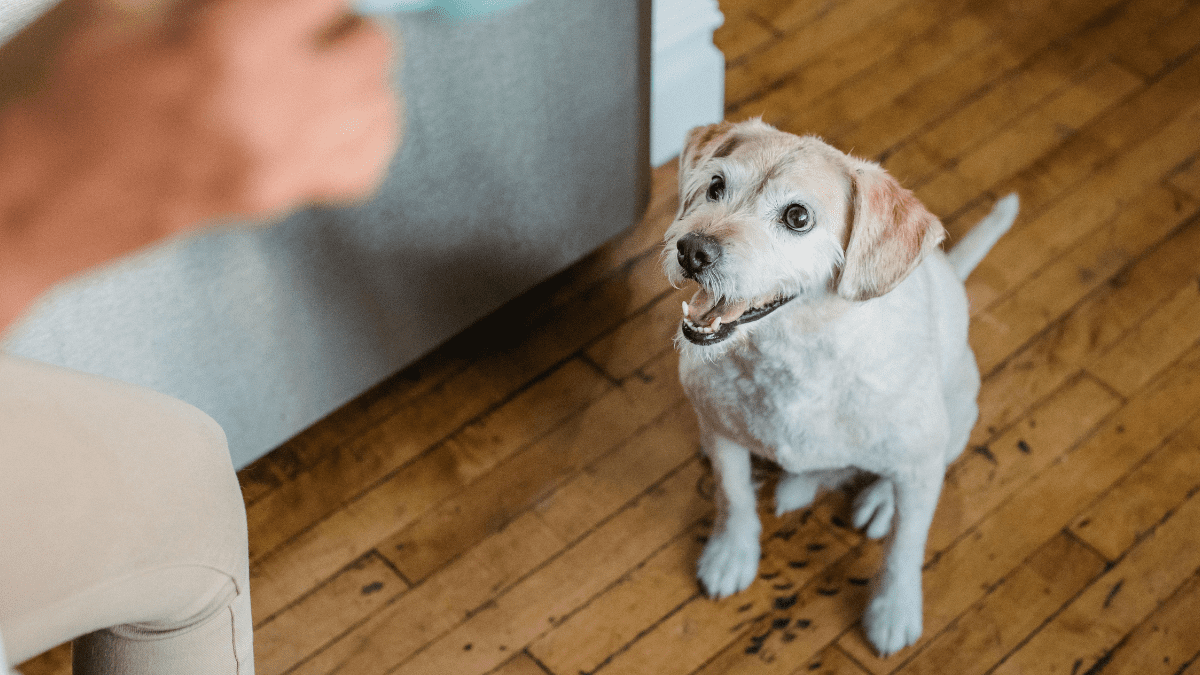 Barking for Walks or Attention