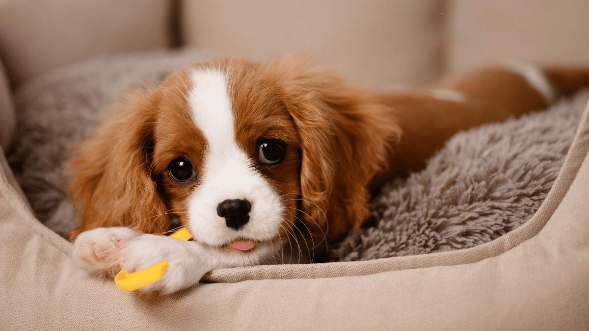 Bedding or Blanket