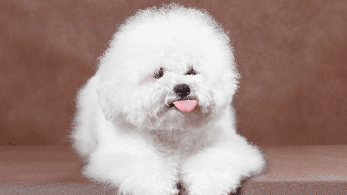 Bichon Frise