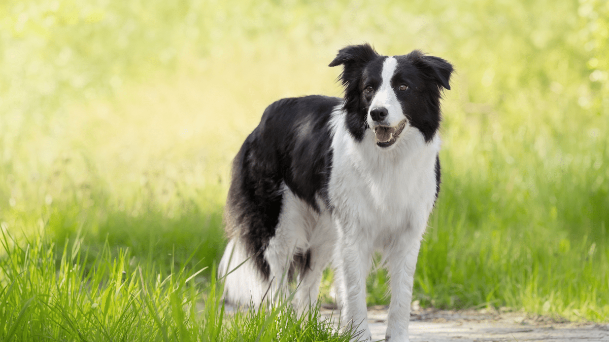 Border Collie