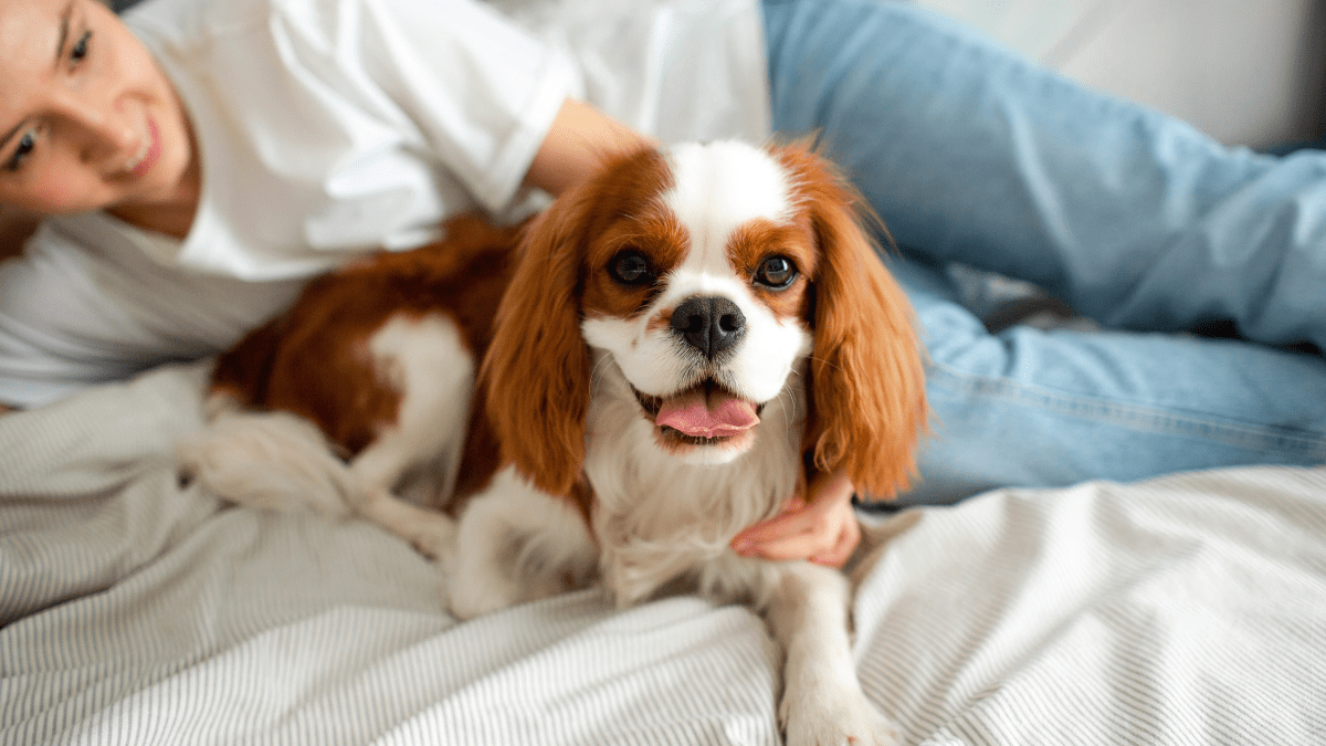 Cavalier King Charles Spaniel
