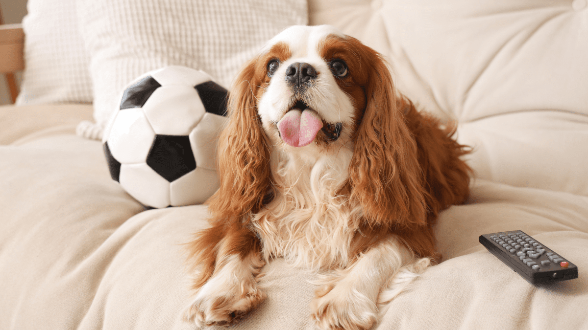 Cavalier King Charles Spaniel