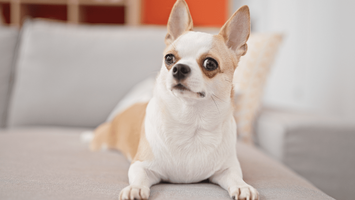 Chihuahua