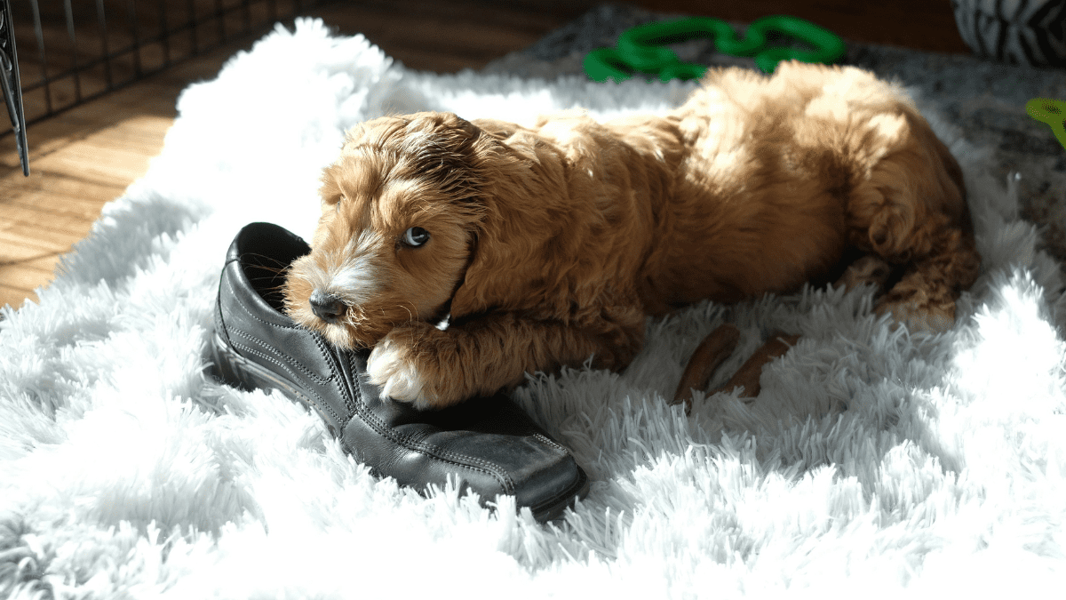 Dogs Dont Feel Guilt the Way You Think