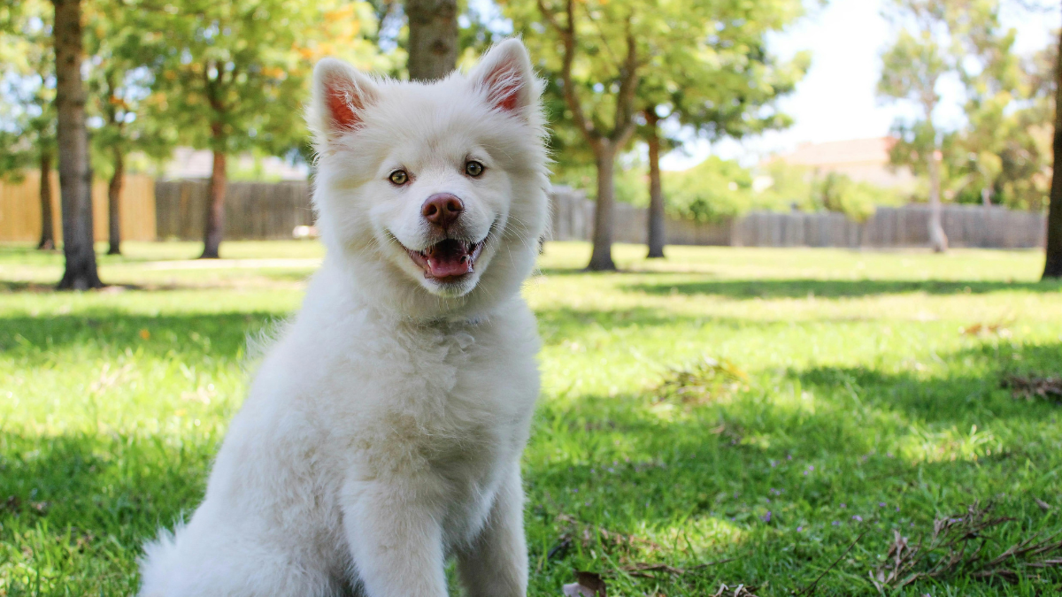 Dogs Don’t Generalize Well