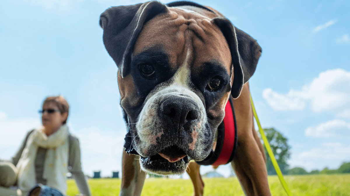 Dogs Smell Your Emotions