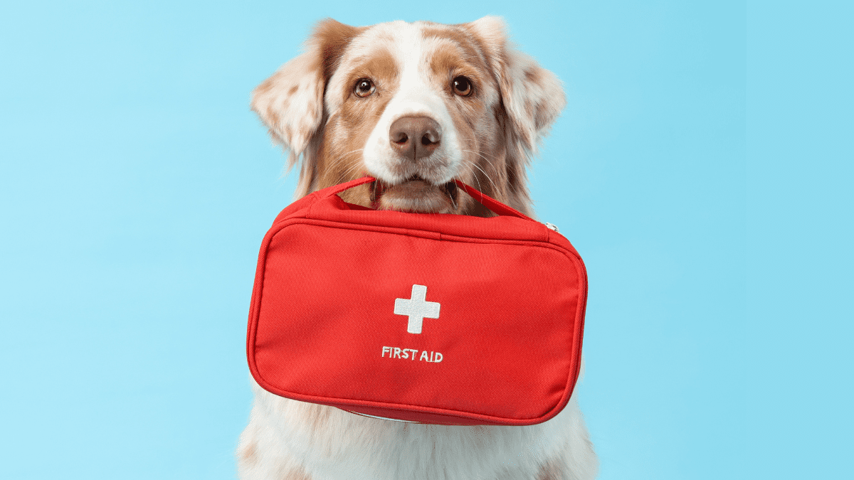 First Aid Kit