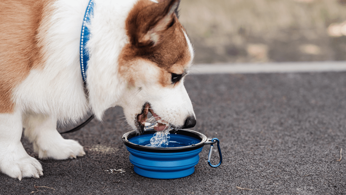 Food and Water Bowls