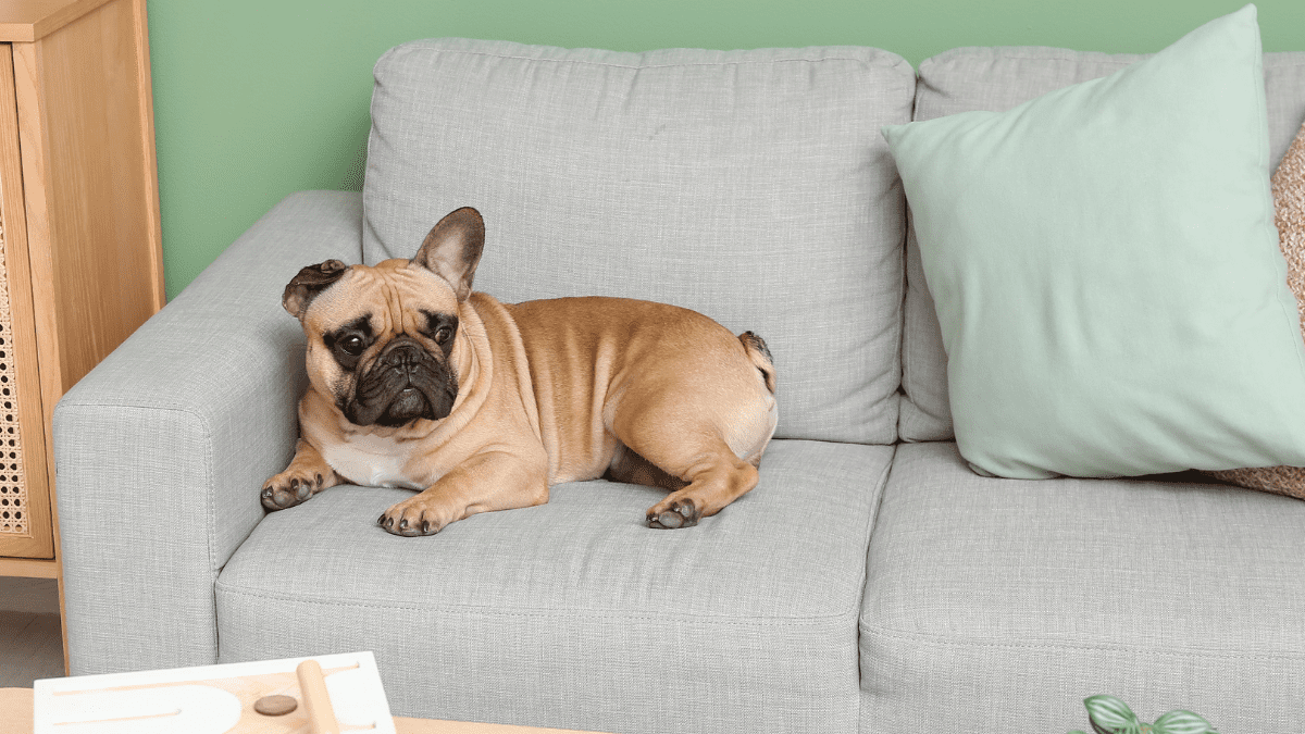 French Bulldog