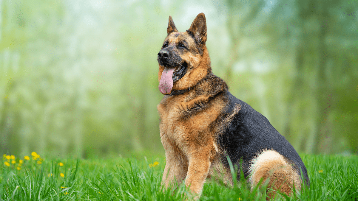 German Shepherd