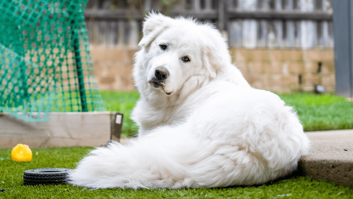 Great Pyrenees