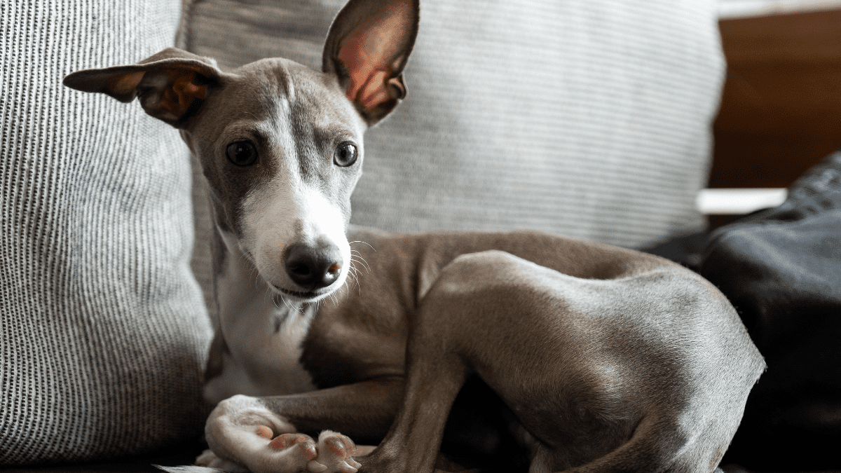 Greyhound