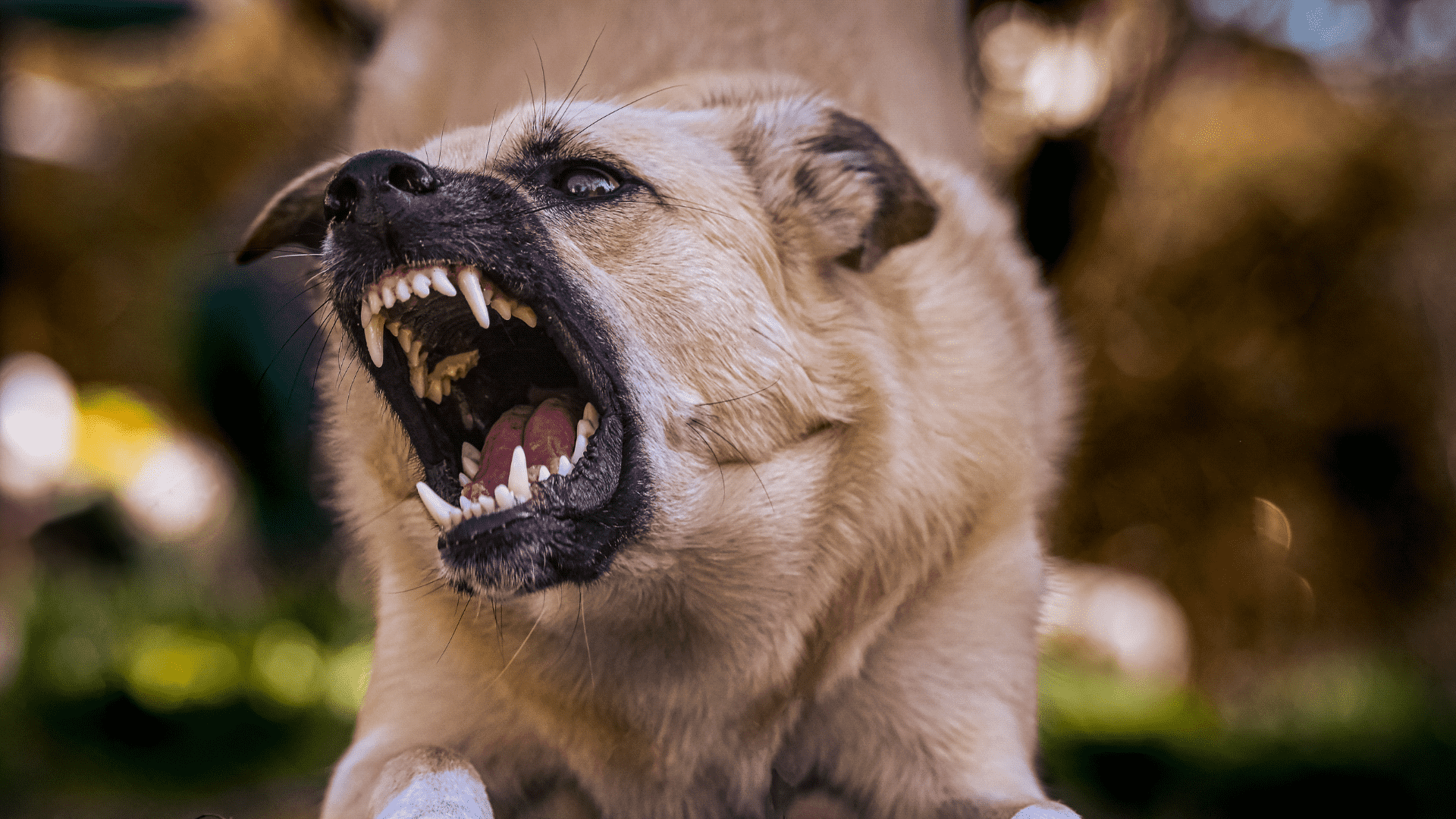 The 10 Dog Training Mistakes That Create Behavioral Issues