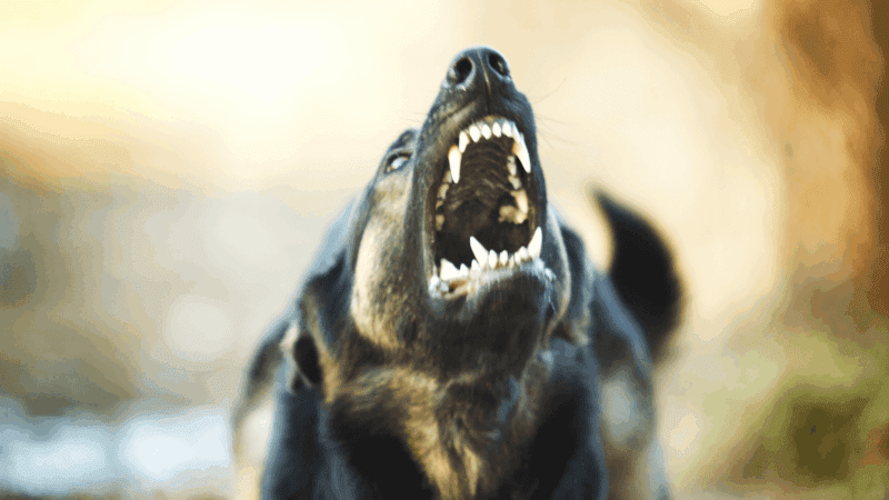 The 10 Dog Breeds You Don’t Want to Mess With