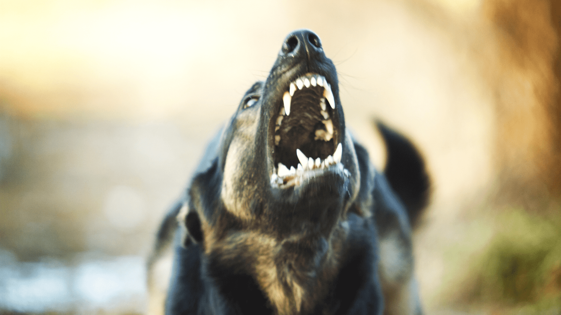 The 10 Dog Breeds You Don’t Want to Mess With