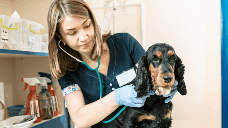 The 10 Things Your Vet Won't Tell You