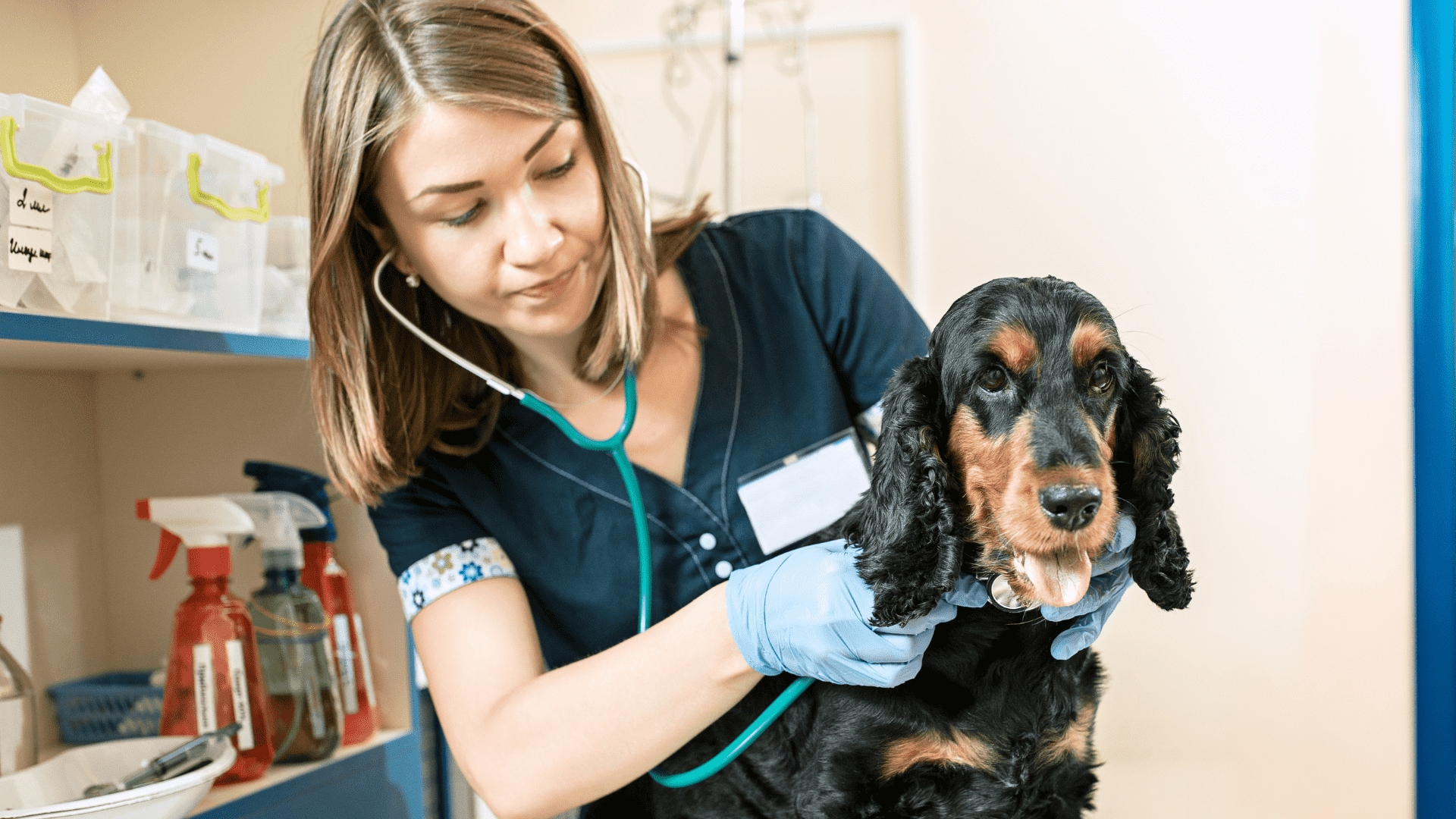 The 10 Things Your Vet Won't Tell You