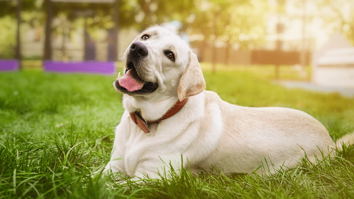 Labrador Retriever