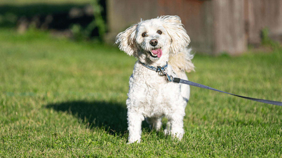Leash Pulling Isnt Just Bad Manners
