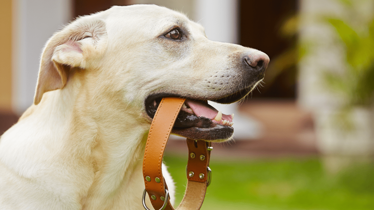 Leash and Collar