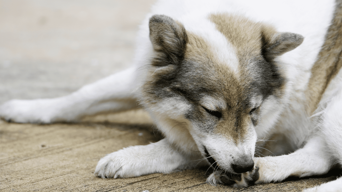 Licking a Specific Area