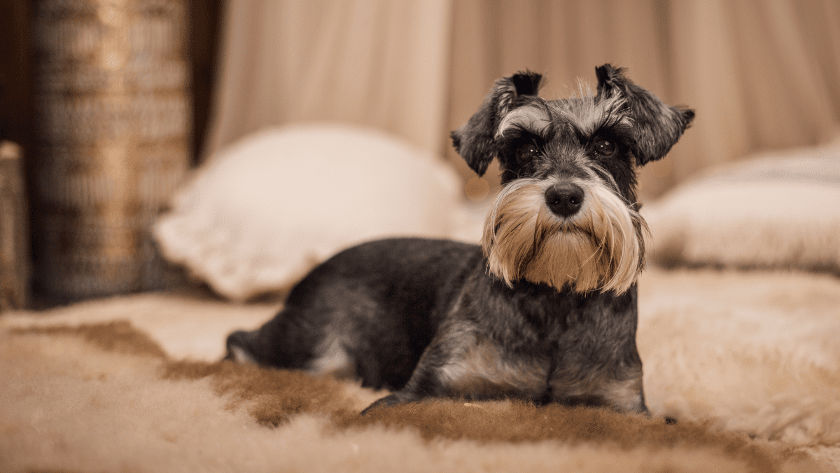Miniature Schnauzer
