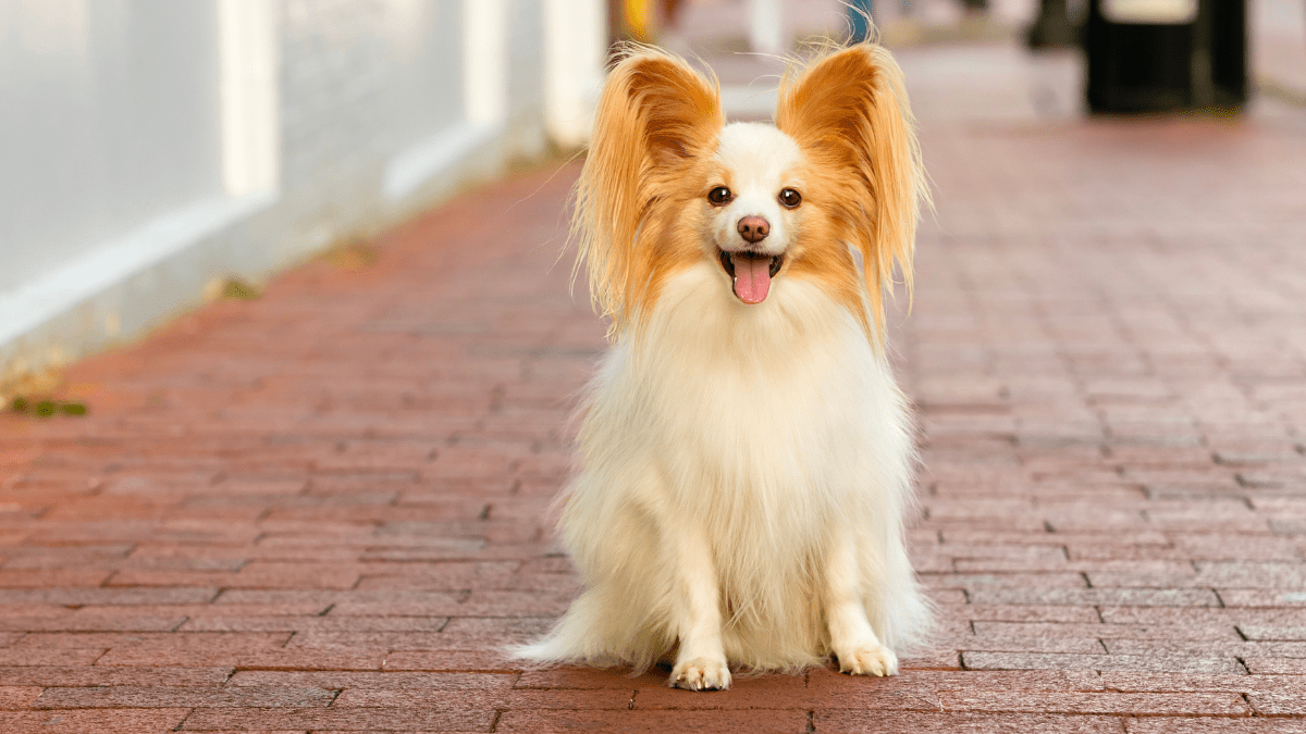 Papillon