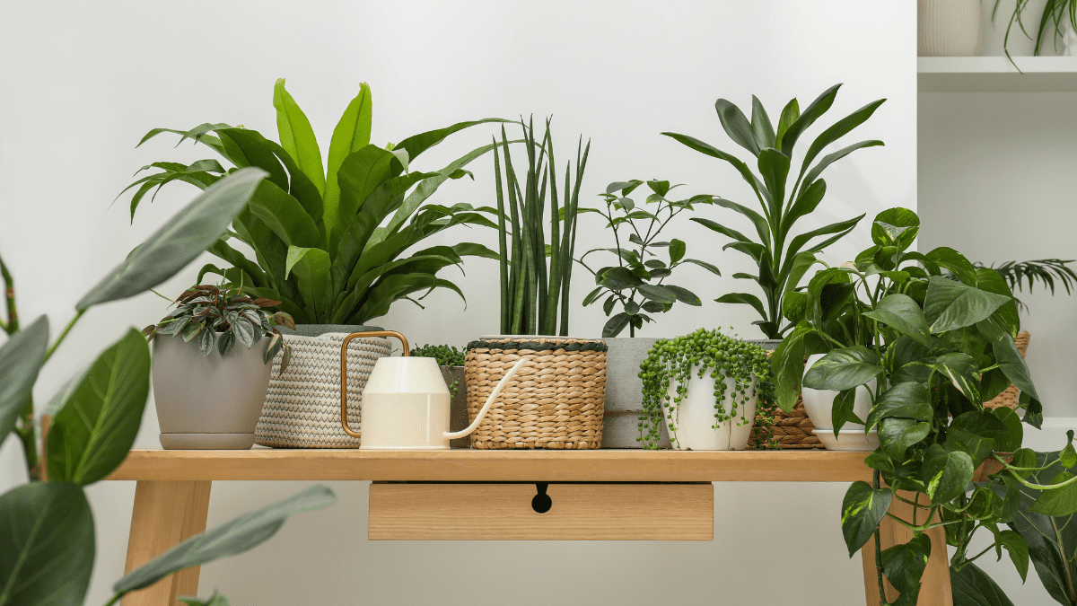 Plants